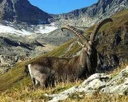There are 1250 fauna species that are found in the area. The commonly found species are red deer, alpine ibex, and chamoi There are 1250 fauna species that are found in the area. The commonly found species are red deer, alpine ibex, and chamois